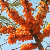 Pravilno pristajanje i njega morske krkavine